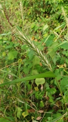 Elymus virginicus