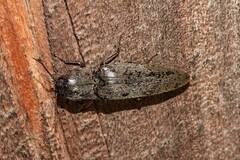 Orthostethus infuscatus