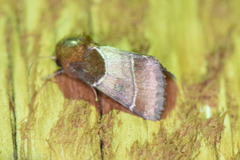 Schinia arcigera