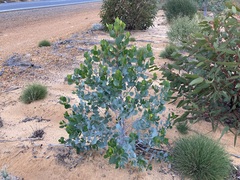 Codonocarpus cotinifolius