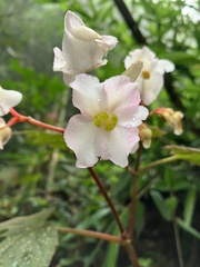 Begonia palmata