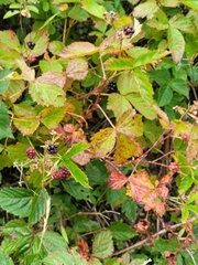 Rubus canadensis
