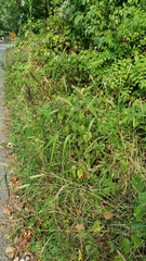 Elymus virginicus