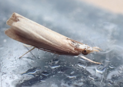 Pyraloidea