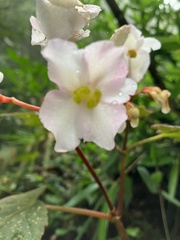 Begonia palmata