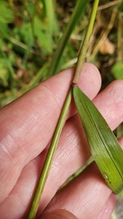 Elymus virginicus
