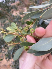 Codonocarpus cotinifolius