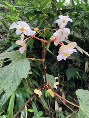 Begonia palmata
