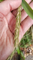 Elymus virginicus