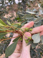 Codonocarpus cotinifolius