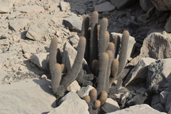 Loxanthocereus acanthurus