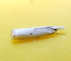 Microcrambus biguttellus