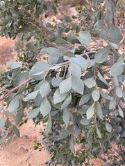 Codonocarpus cotinifolius