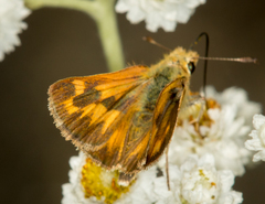 Ochlodes sylvanoides