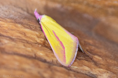 Phytometra obliqualis