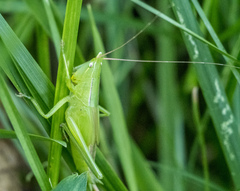 Neoconocephalus ensiger