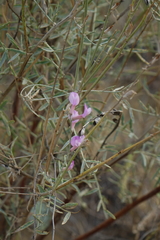 Astragalus brachylobus