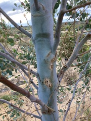 Codonocarpus cotinifolius