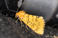 Chrysoecia atrolinea