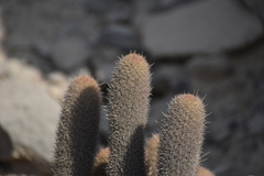 Loxanthocereus acanthurus