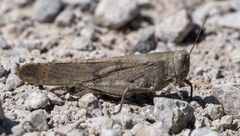 Dissosteira carolina