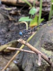 Dythemis nigra