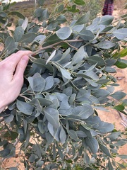 Codonocarpus cotinifolius