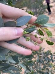 Codonocarpus cotinifolius