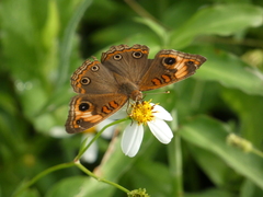 Junonia