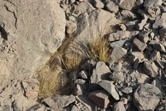 Poaceae