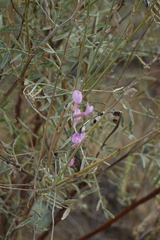 Astragalus brachylobus