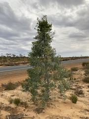Codonocarpus cotinifolius