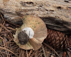 Lactarius deliciosus