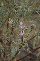 Astragalus brachylobus