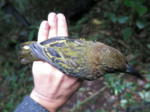 Giant Weaver (Ploceus grandis), photo 9