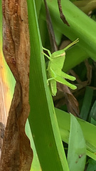 Cyrtacanthacridini