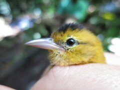 Ploceus sanctithomae