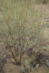 Astragalus brachylobus