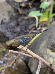 Dythemis nigra