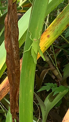 Cyrtacanthacridini