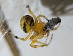 Araneus thaddeus