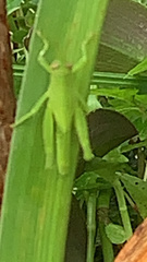 Cyrtacanthacridini