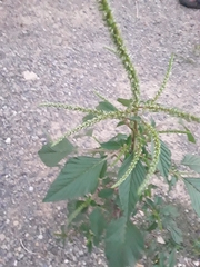 Amaranthus palmeri