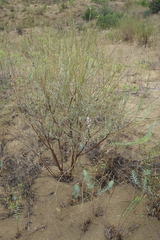 Astragalus brachylobus