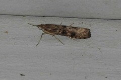 Nomophila nearctica