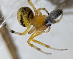Araneus thaddeus
