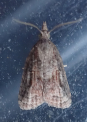 Tortricoidea