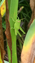 Cyrtacanthacridini