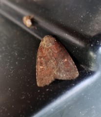 Pseudorthodes vecors