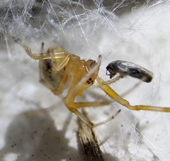 Araneus thaddeus